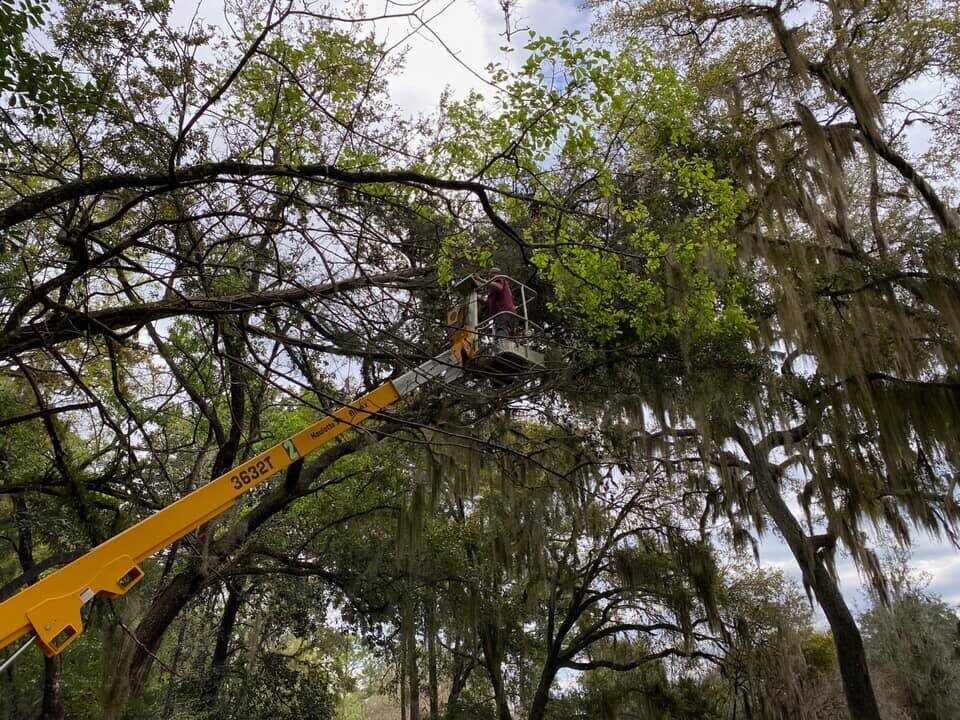 Worker in elevated bucket lift trimming mature oak canopy with Spanish moss in Northeast Florida