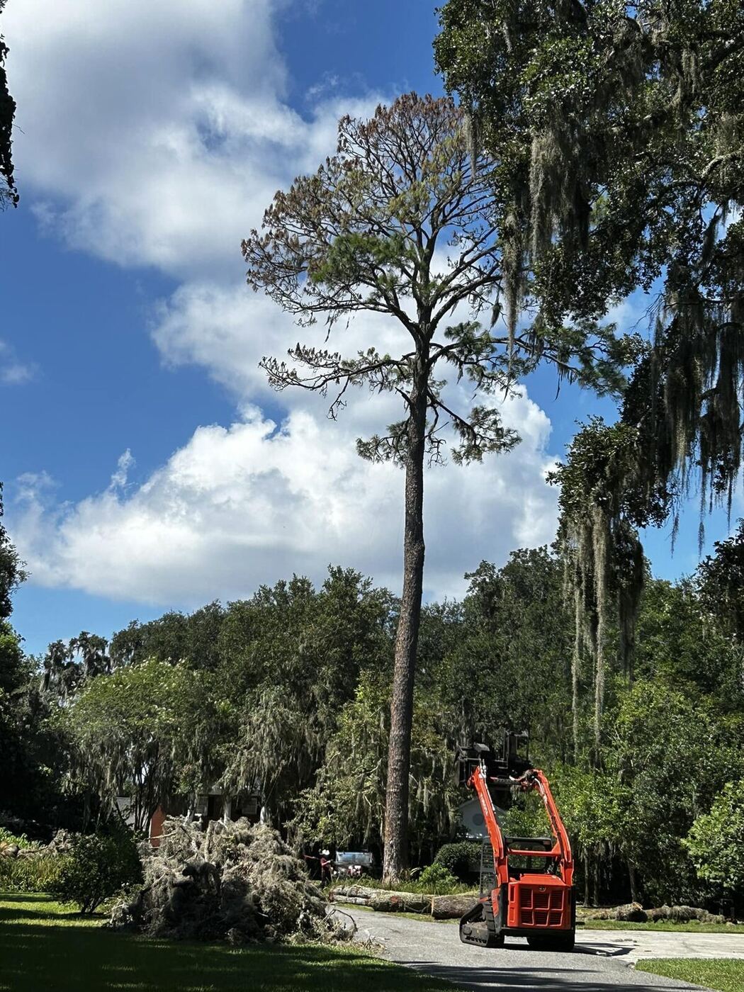 Tall Florida pine being removed in a residential yard with skid steer staged in the driveway