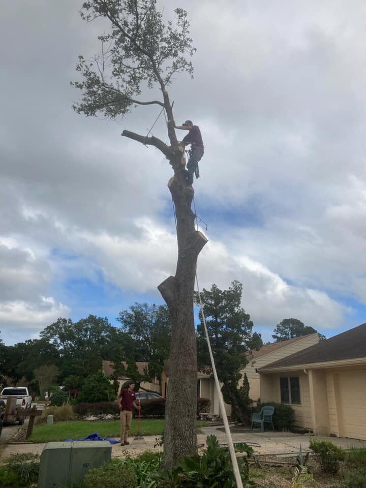 Large oak tree removal in progress in a residential Jacksonville-area yard with climber working at the top of the partially-cut trunk