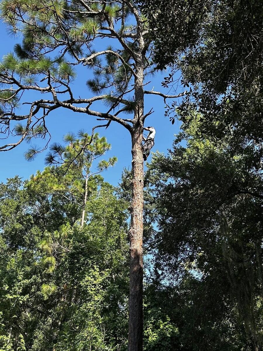 Tree climber high up in a tall Florida pine tree, secured with rope and saddle for technical removal work