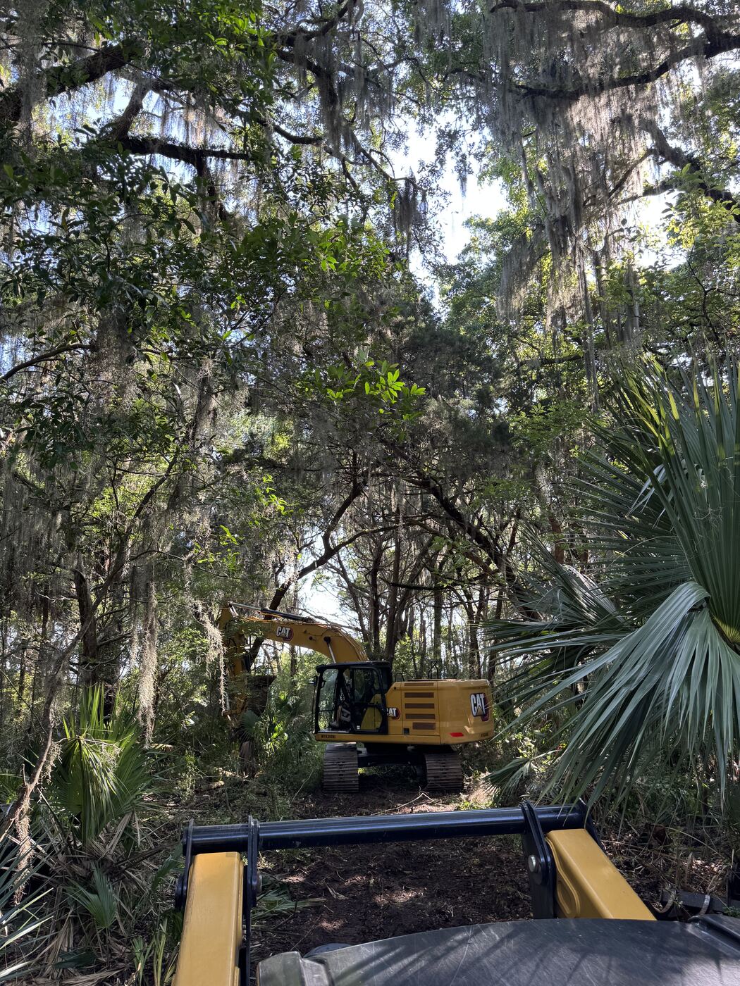 Densely overgrown waterfront lot choked with palmetto and scrub under a live oak canopy, water barely visible through the growth, before clearing